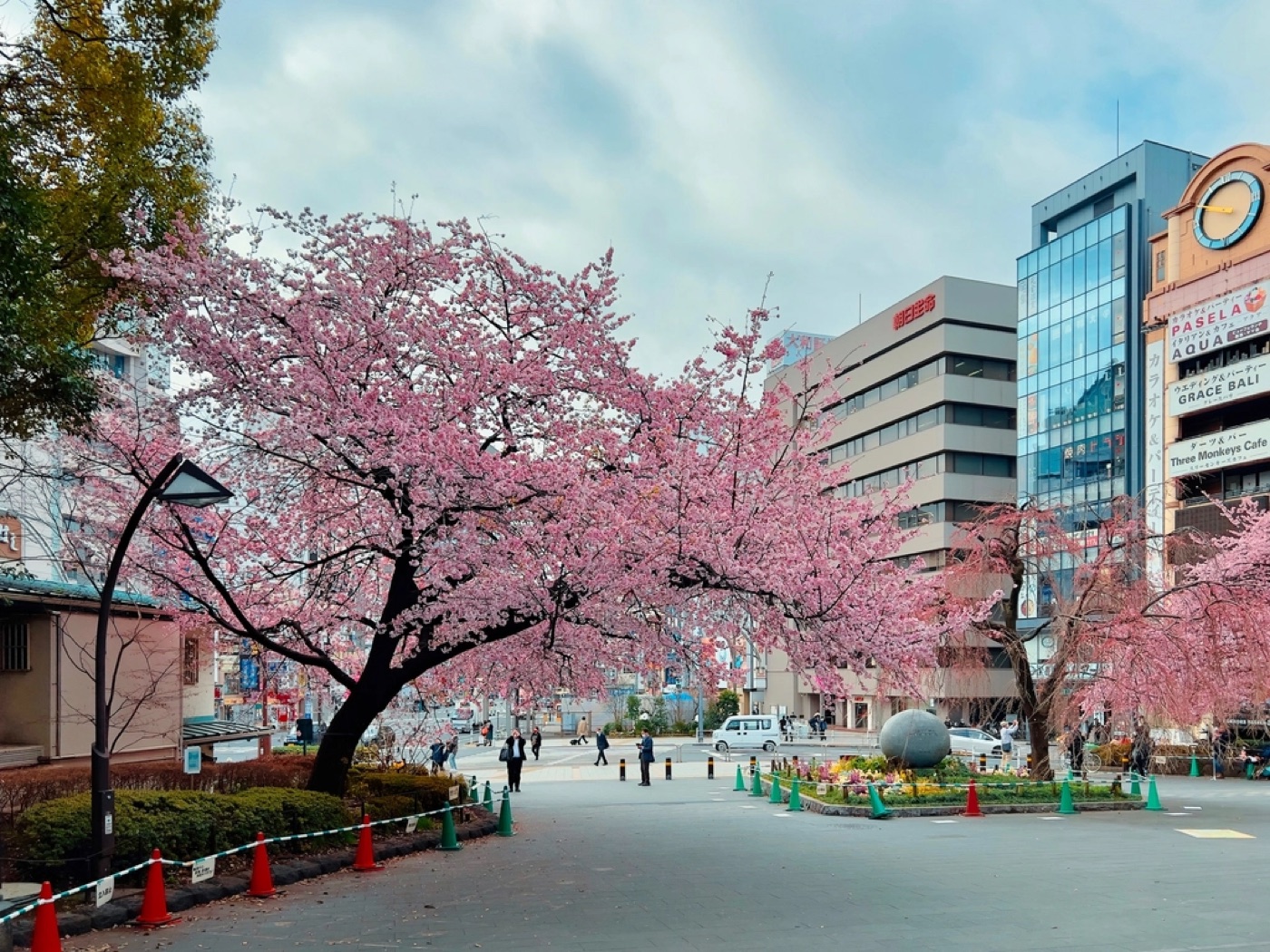 桜が咲く、春の街路